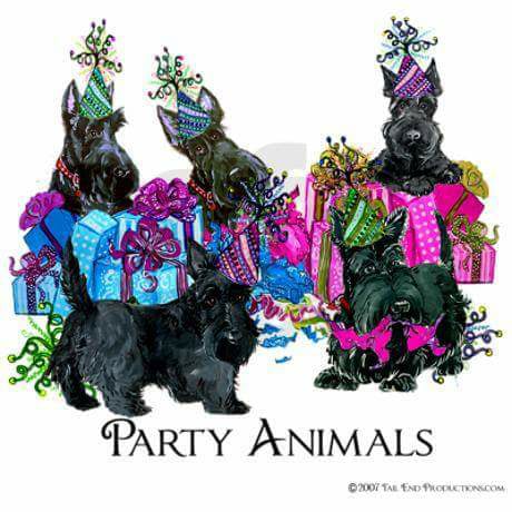 Scottish Terriers are party animals!